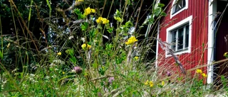 Ängsblommor lever farligt i Tjust