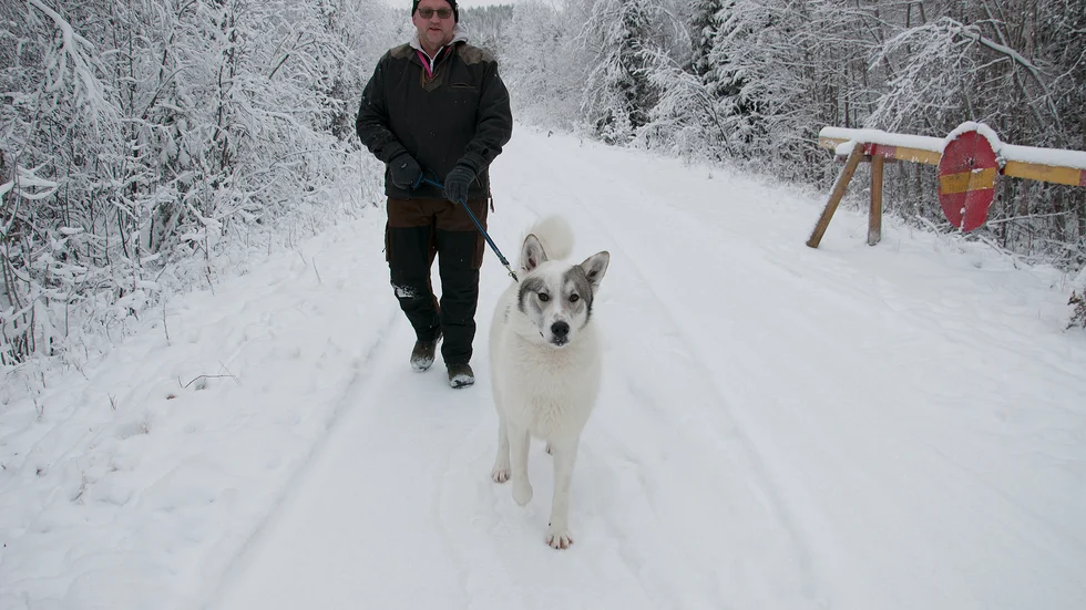 Stig Enberg med hunden Ice spanar i området runt jaktstugan." Vi ska jaga älg så det är klart att det finns en oro att släppa hundarna."