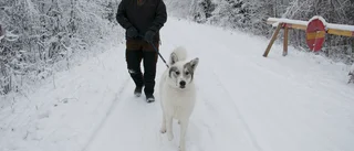 Varg smet förbi jaktlagets stuga