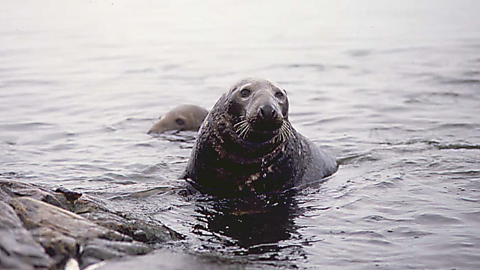Gråsäl.