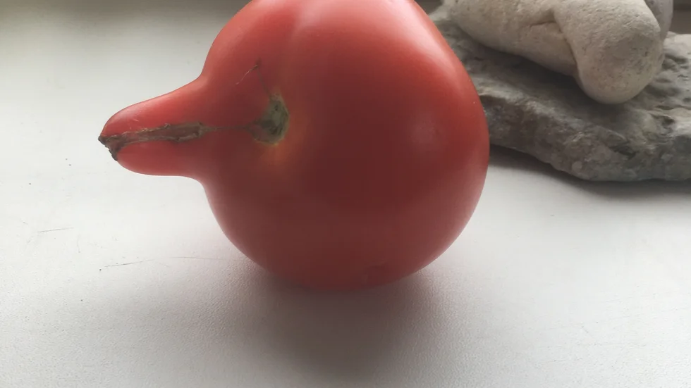 Pingvin eller rentav en tomat?