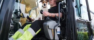 Hunden Koda följer med i grävmaskinen