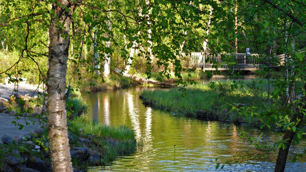 Kvarnbäcken ringlar sig som en röd tråd genom Fjällbotaniska trädgårdens olika växtzoner.