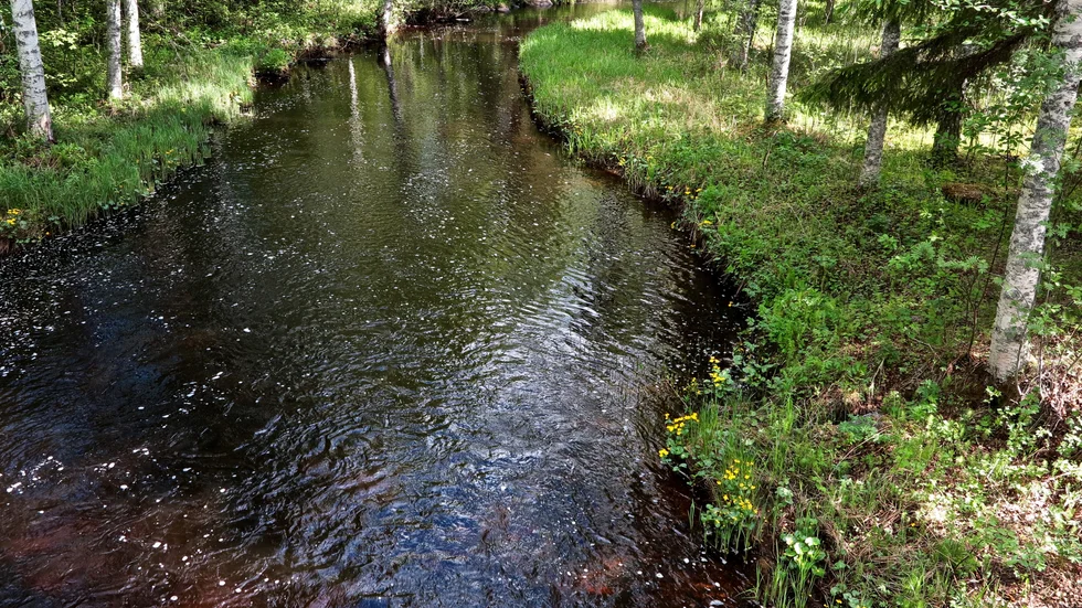 Vackra Rosån rinner fram genom grönskan.