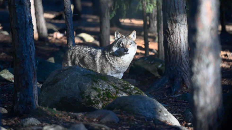 En varg i Järvzoo i Hälsingland. Arkivbild.