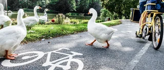 Få tycks få veta var de hör hemma i trafiken
