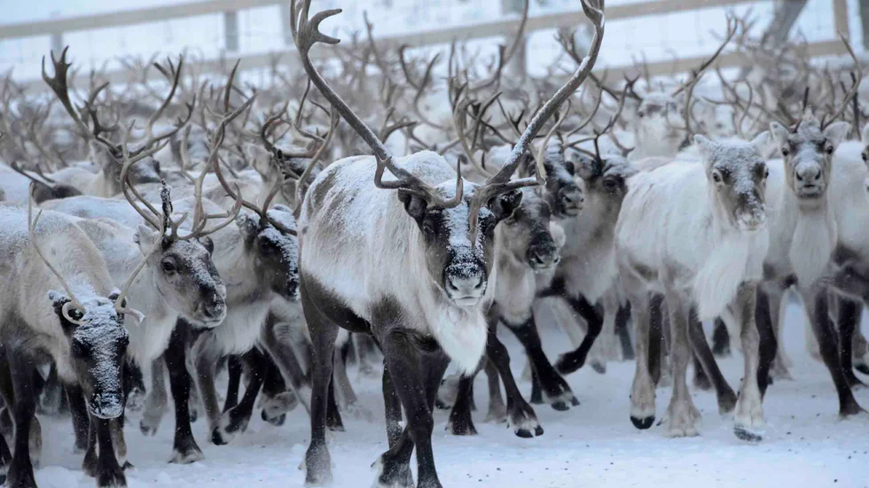Svenska jägareförbundet anser att den pågående utredningen av rennäringslagstiftningen börjat i fel ände och att tidsramen är för kort. (Arkivbild)