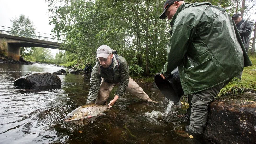 Tomas Lindberg och Dan Evander satte ut 16 öringar i Lillpiteälven förra hösten. Om ett par veckor görs en ny utsättning. (Arkivbild)