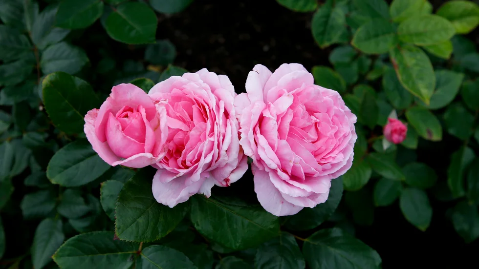 Torsdag är rosdag. Har du fått en?