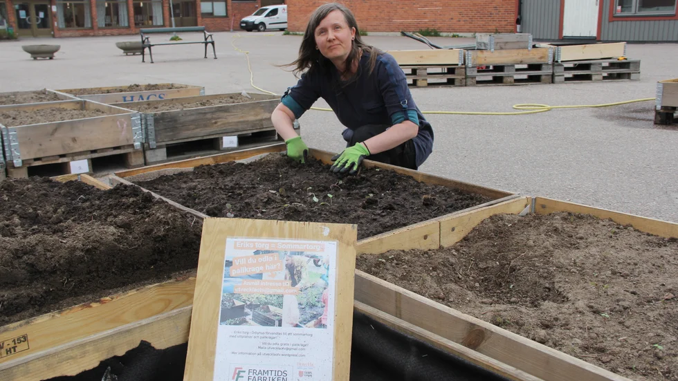 Trädgårdsmästaren och bloggprofilen Jasmine Waara leder odlingsarbetet på torget i Örbyhus. Odlandet är ett samarbete mellan Tierps kommun och föreningen Utveckla Örbyhus Tobo Vendel.  