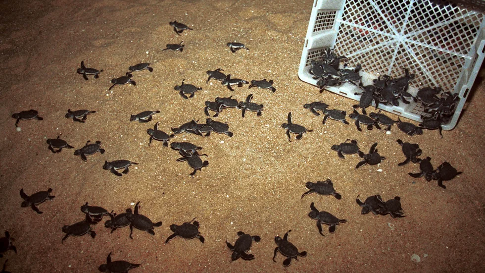 Nykläckta sköldpaddor tar sig mot havet vid Ma'a Daerah Turtle Sanctuary i delstaten Terengganu. Arkivbild.