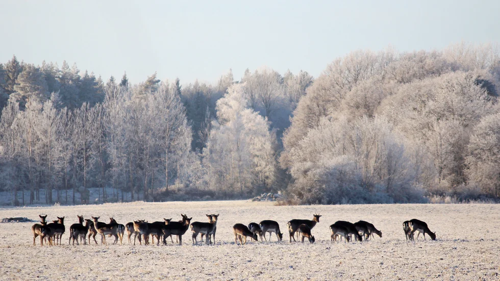 Hjortar ses av många lantbrukare närmast som skadedjur.