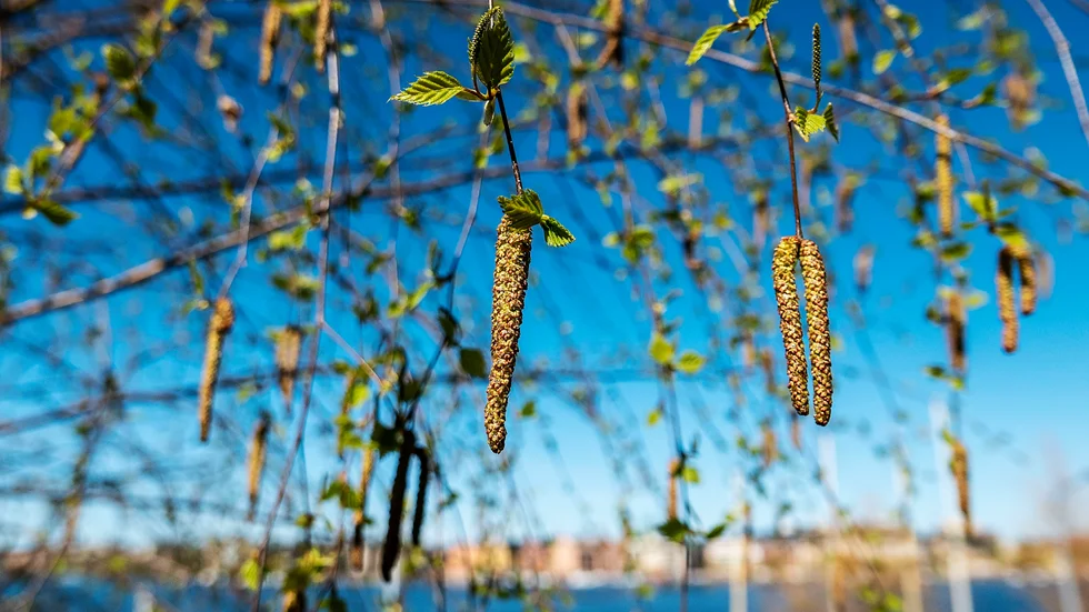 Björkarna trivs i vårvärmen. Just nu är det varning för mycket höga halter av björkpollen i Östergötland.