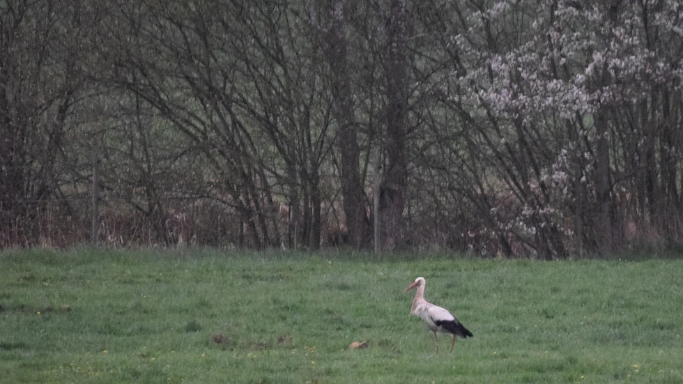 En vit stork mellanlandade utanför Gamleby.