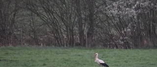 Stork utanför Gamleby väckte uppmärksamhet
