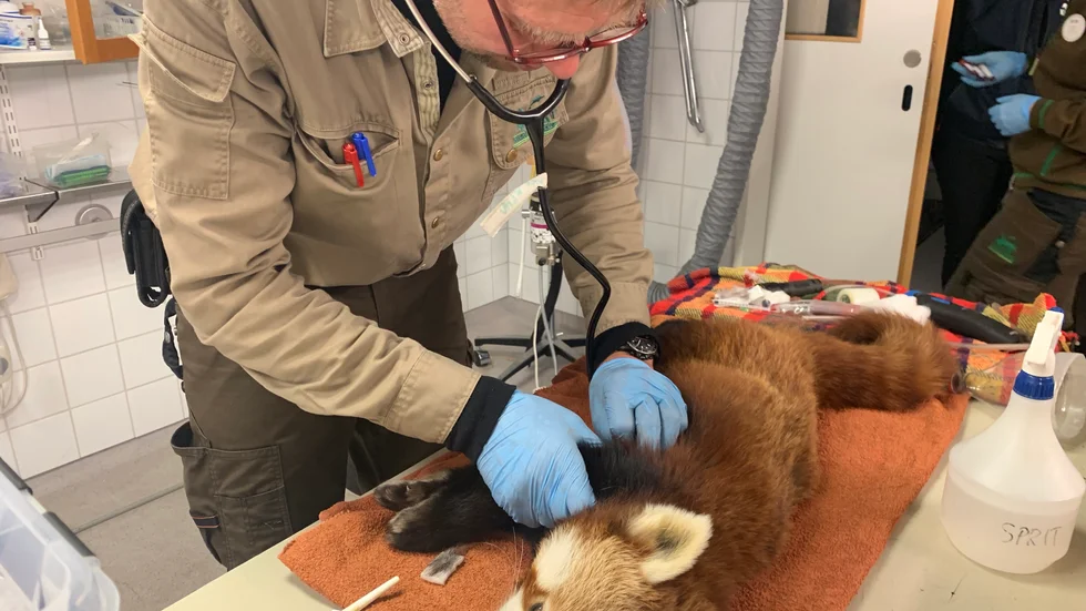 Med hjälp av en drönare med värmekamera lokaliserades pandan uppe i ett träd och Kolmårdens chefsveterinär Torsten Möller kunde söva honom med bedövningsmedel. 