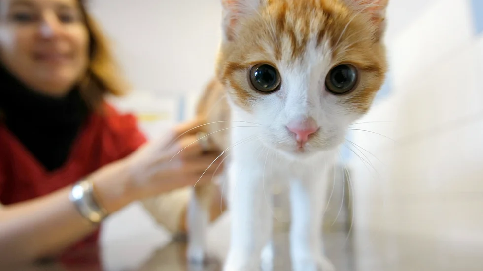 Katten Oscar på SPA:s djurhem i Marseille. Arkivbild.