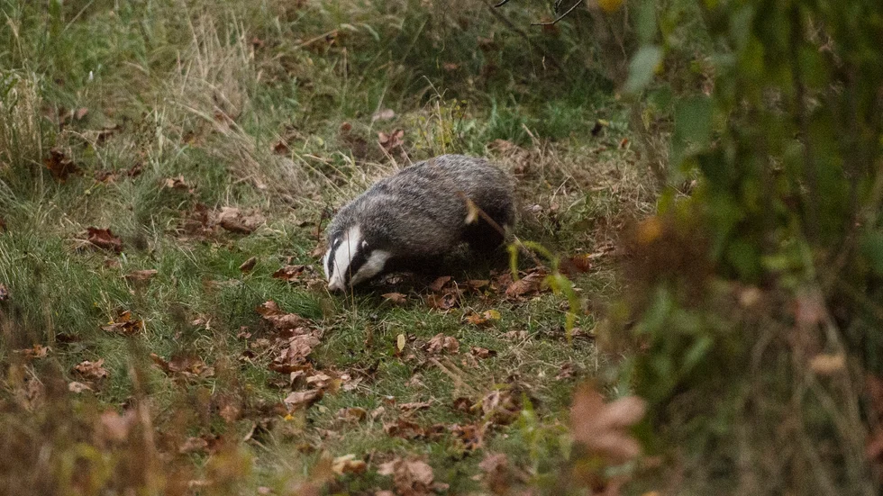 Under torsdagen hittades två grävlingar döda i en fälla i naturen. Händelsen rubriceras som ett jaktbrott. Bilden är tagen i ett annat sammanhang.