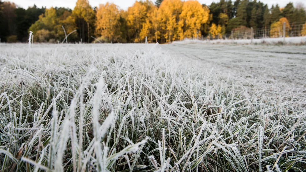 "I mitten av ön kan det krypa ner till minusgrader och där finns även chans till frost", säger Mats Lindberg Stoltz, SMHI om natten till torsdagen. 