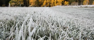 SMHI: "Kan bli minusgrader och frost"