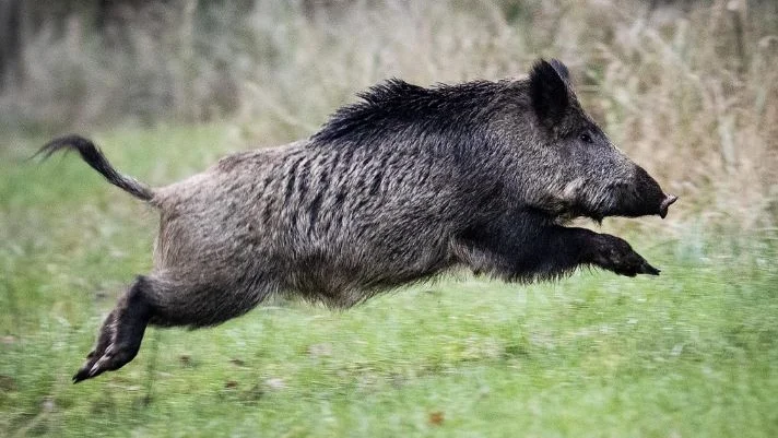 En 40-årig bilförare körde på ett vildsvin. Men han anmälde det inte snarsat möjligt till polisen. 