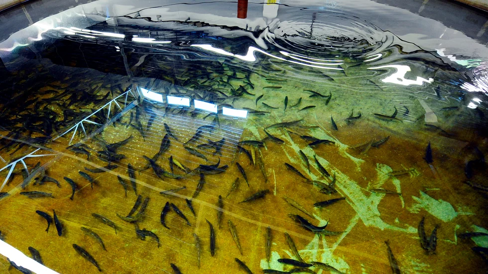 Planerna på att få igång en landbaserad, storskalig fiskodling av röding i Norrbotten går in i en ny fas, att hitta en utländsk aktör som vill investera.