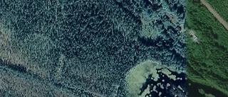 Ny ägare till skogsmark i Norsjö