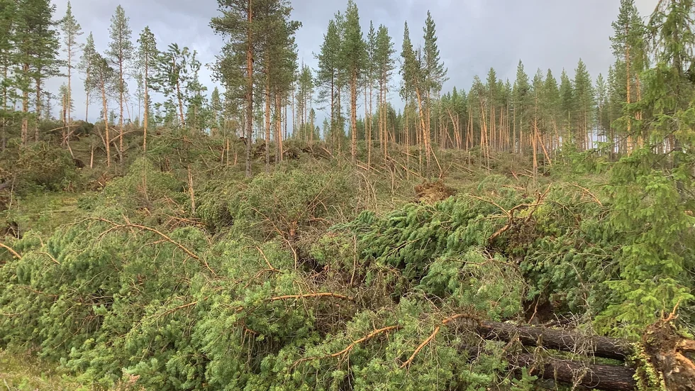 Ett omfattande område i Västerbottens inland har drabbats av nedblåst skog efter stormen Hans framfart.