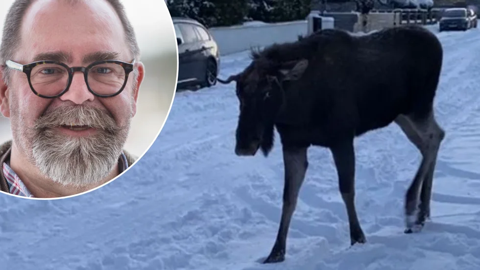 Kommunen gick till polisen och bad att få avliva den påflugna älgen i Vagnhärad. "Inte vårt förstahandsval", säger Ulf Hagstedt, chef på tekniska kontoret. Bilden föreställer inte den aktuella älgen och är tagen på annan plats.