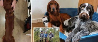 Hunden Mohito försvann under jaktprov – hittades tre dygn senare