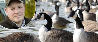 Bajsande sjöfåglar ett gissel för boende – kommunjägarens svar