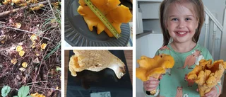 Galna kantarellfyndet: Ines, 5, kom hem med jättesvampar