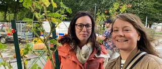 Många slog till när kommunen delade ut pelargoner