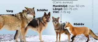 Vargsläkting siktad i Finland – kan nå Sverige