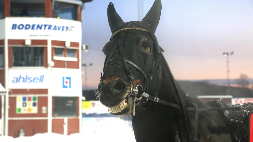 10-årige Skellefteåhästen Selmer I.H vann mest lopp av alla svensktränade förra säsongen. Söndag eftermiddag vann han på Bodentravet andra raka säsongen 2024.