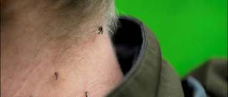 Epidemin sprider sig över länet