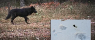 Unika fyndet: Varghybrid upptäckt i Norrbotten