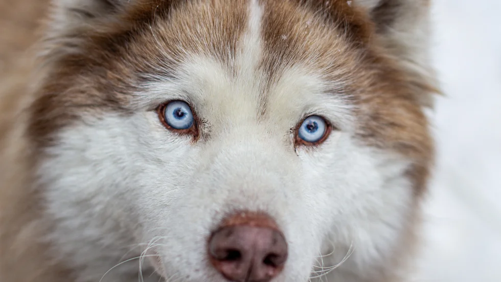 29 hundar har tvångsomhändertagits i Kiruna kommun. Flera av hundarna ska ha varit Huskies, men även andra raser samt blandraser.