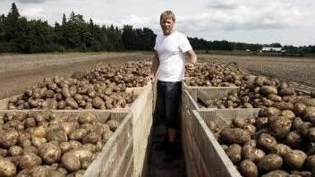 Lager. Andreas Wiklund, potatisodlare och ägare till Stora Tollby gård på Gotland berättar att årets vinst på färskpotatisskörden troligen kommer att utebli. Foto: Rolf Jönsson