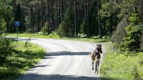 Triventus vill bygga upp till 100 vindkraftverk på Lojsta hed, som är mest känd för sina vilda russ.Foto: Tommy Söderlund/Arkiv