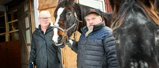 Hästen Stripe flydde i panik – spårades via Facebook och snön