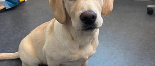 Hund hittad – polisen tackar     