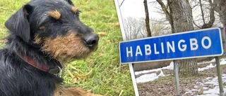 Hunden Peggy saknas sedan flera dagar: ”Värsta är att inte veta”