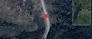 Trafikverket varnar för får på vägen på väg 211
