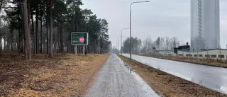 Oväntade mötet i Glasbruksskogen: "Vargen tittar rakt mot oss"