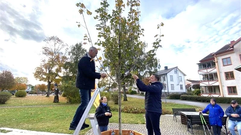 Utemiljösamordnaren Henrik Sundin och Fabian Sjöberg (M), kommunstyrelsens ordförande, pyntar det lönnträd som planterats på Sjötorget i Östhammar i samband med 50-års-firandet av kommunen.  