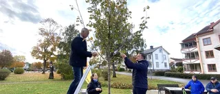Födelsedagsbarn med penningproblem – firade med att plantera träd