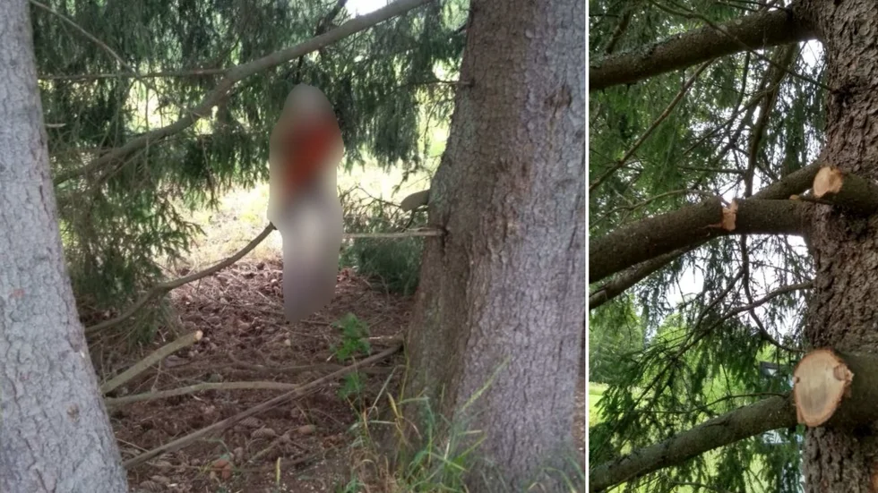 Bild på grannen när den sågade i granarna. För detta döms hon dock inte eftersom det inte är bevisat på vems tomt sågningen skedde.