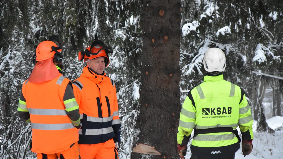 Det krävs många personer för att fälla en julgran.