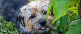 Knivhögg familjens hund – får djurförbud